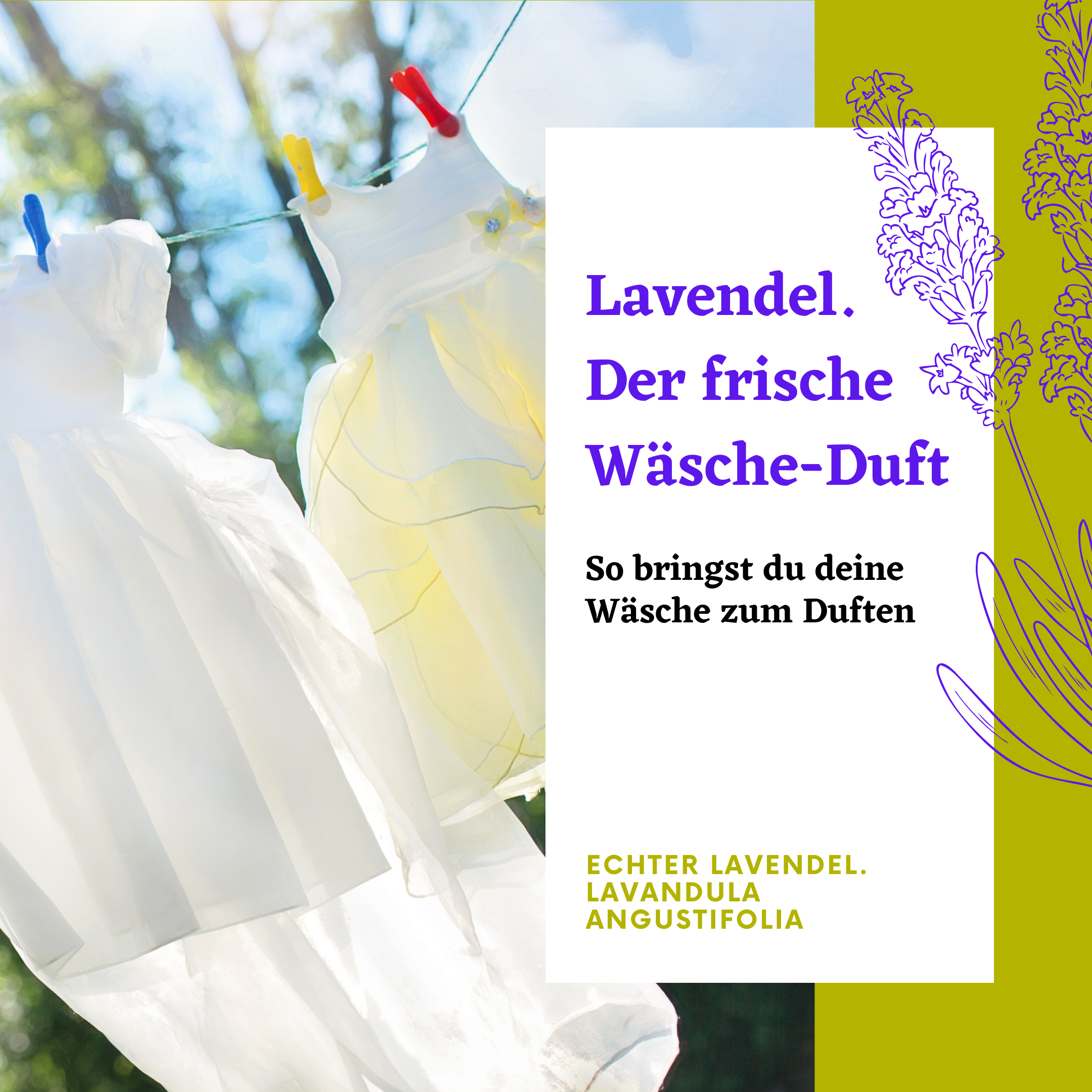 Frische Wäsche flattert im Wind mit Lavendelduft
