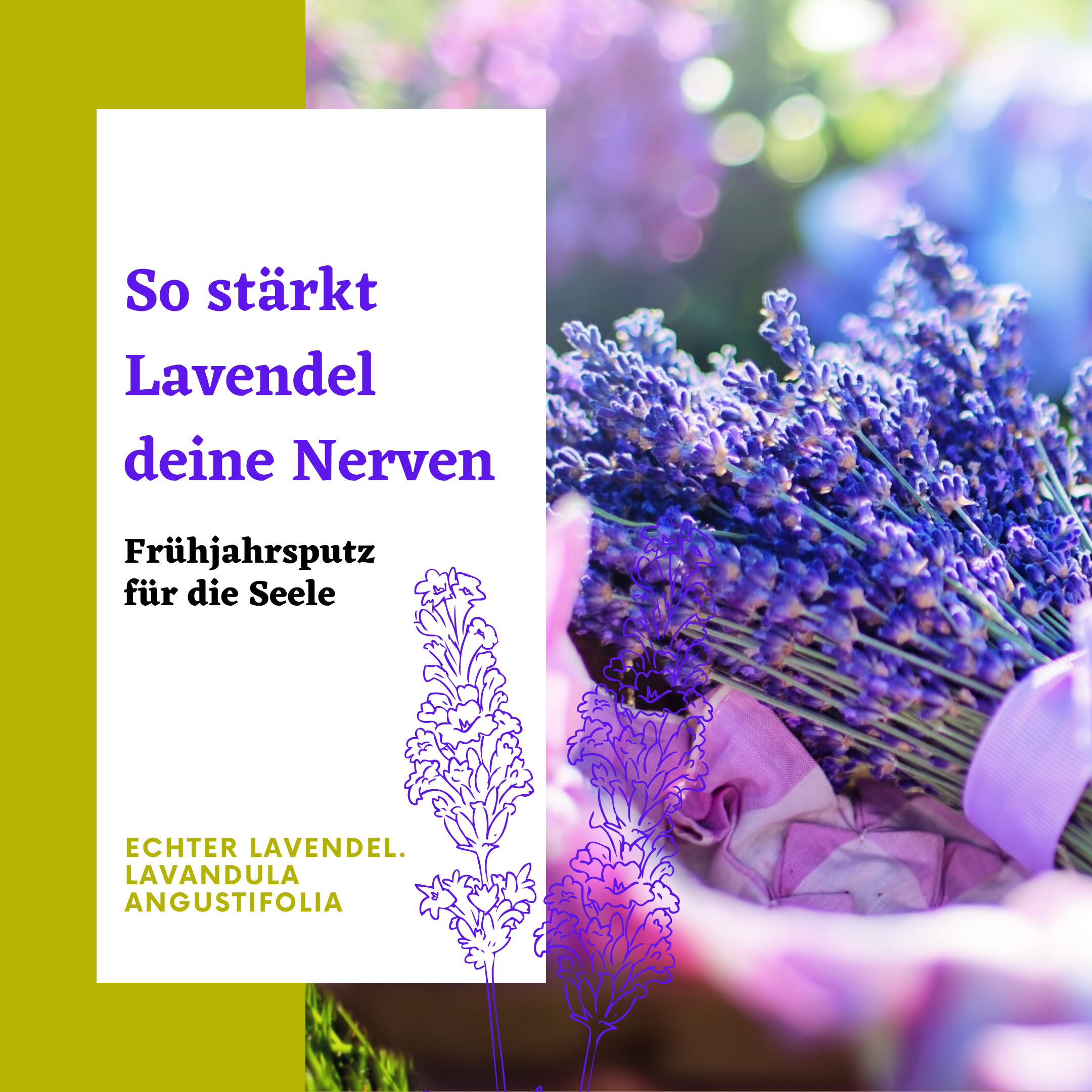 Duftender Lavendelstrauss im Sonnerlicht.Lavendelöl stärkt deine Nerven