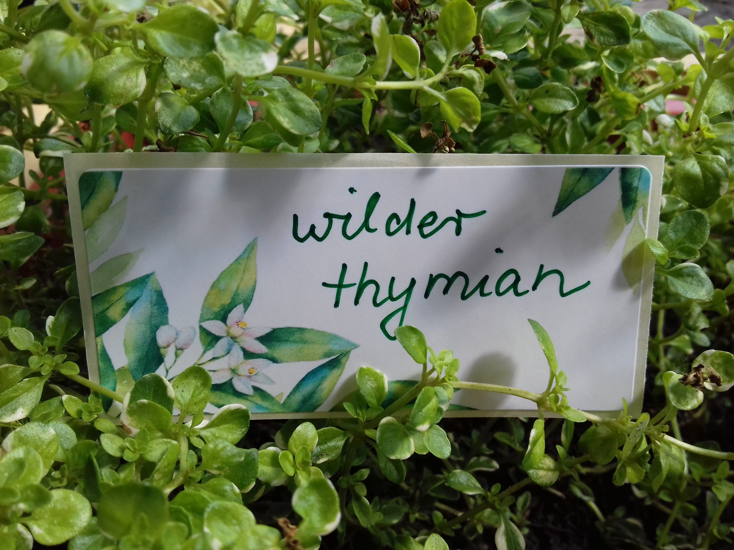 wilder Thymian: Der Name meines Unternehmens